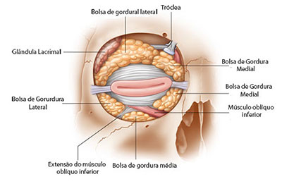 bolsas de gordura