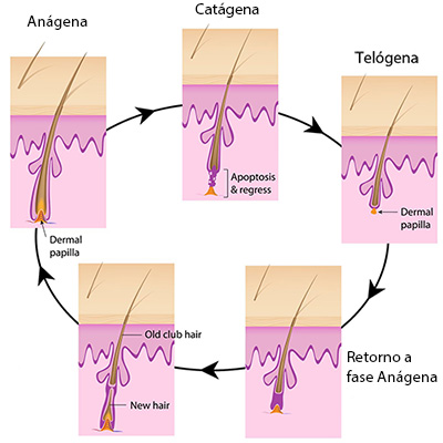 ciclo de vida do cabelo