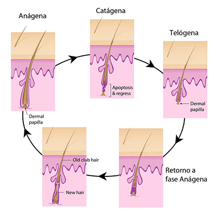 ciclo do cabelo