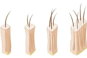 unidade folicular